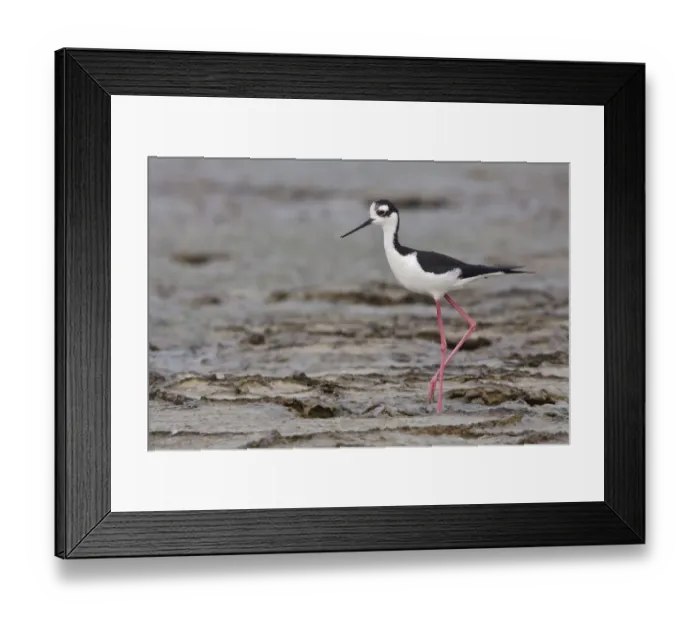 Framed Print : Black-necked Stilt (Himantopus mexicanus), Ecuador Framed Print : Black-necked Stilt (Himantopus mexicanus), Ecuador