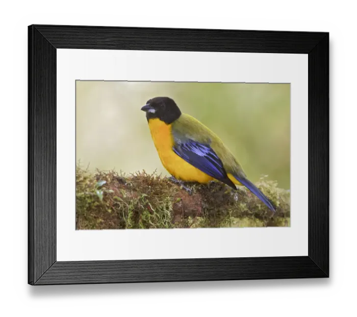 Framed Print : Black-chinned Mountain Tanager (Anisognathus notabilis), Ecuador Framed Print : Black-chinned Mountain Tanager (Anisognathus notabilis), Ecuador