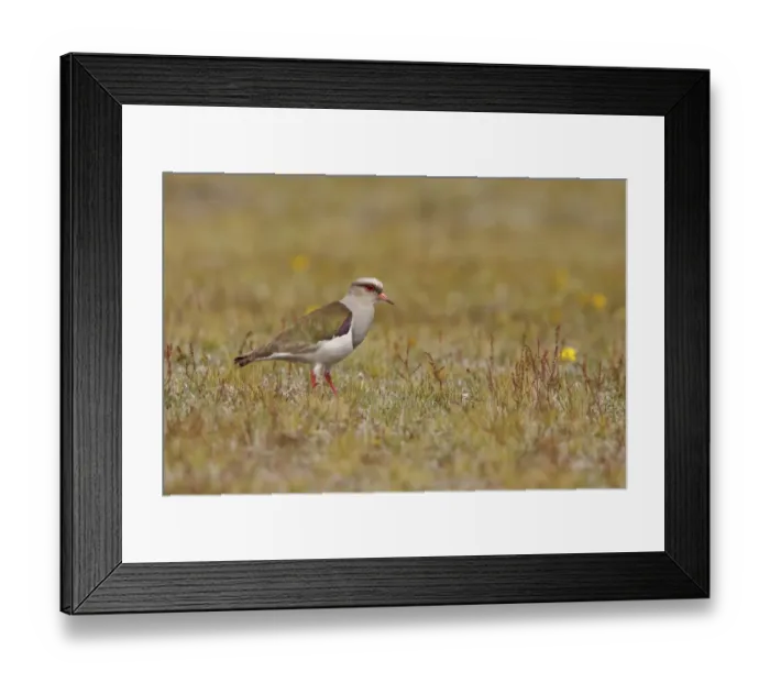 Framed Print : Andean Lapwing (Vanellus resplendens), Ecuador Framed Print : Andean Lapwing (Vanellus resplendens), Ecuador