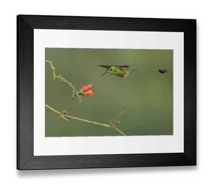 Framed Print : Booted Racket-tail (Ocreatus underwoodii), Ecuador Framed Print : Booted Racket-tail (Ocreatus underwoodii), Ecuador
