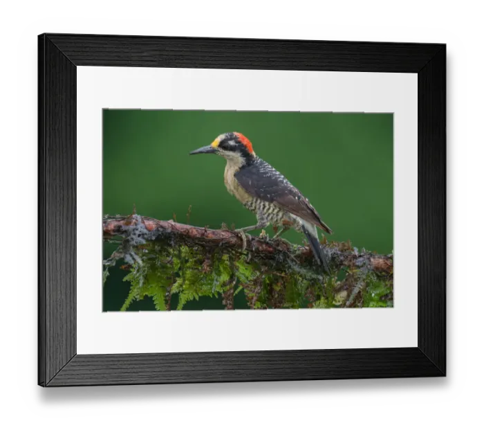 Framed Print : Black-cheeked Woodpecker (Melanerpes pucherani), Costa Rica Framed Print : Black-cheeked Woodpecker (Melanerpes pucherani), Costa Rica