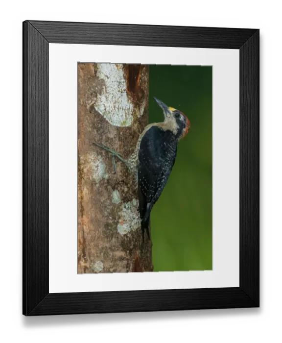 Framed Print : Black-cheeked Woodpecker (Melanerpes pucherani), Costa Rica Framed Print : Black-cheeked Woodpecker (Melanerpes pucherani), Costa Rica