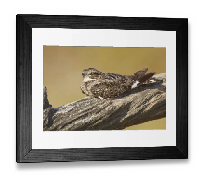 Framed Print : Anthonys Nightjar (Nyctidromus anthonyi), Ecuador Framed Print : Anthonys Nightjar (Nyctidromus anthonyi), Ecuador