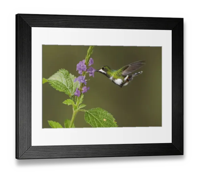 Framed Print : Black-bellied Thorntail (Discosura langsdorffi), Ecuador Framed Print : Black-bellied Thorntail (Discosura langsdorffi), Ecuador