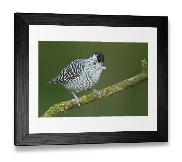 Framed Print : Barred Antshrike (Thamnophilus doliatus) male, Trinidad and Tobago Framed Print : Barred Antshrike (Thamnophilus doliatus) male, Trinidad and Tobago