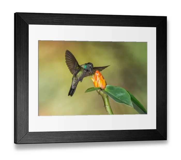 Framed Print : Admirable Hummingbird (Eugenes spectabilis), Costa Rica
