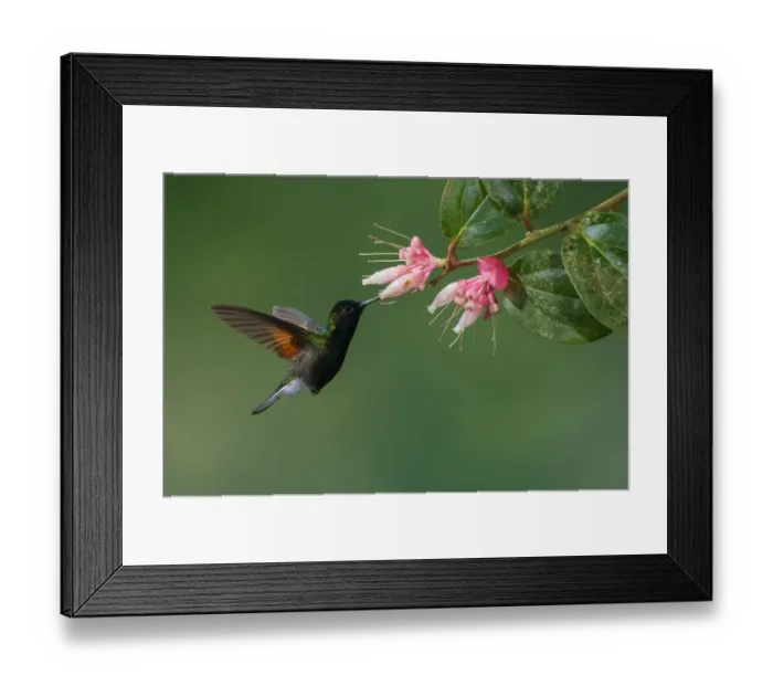 Framed Print : Black-bellied Hummingbird (Eupherusa nigriventris), Costa Rica Framed Print : Black-bellied Hummingbird (Eupherusa nigriventris), Costa Rica