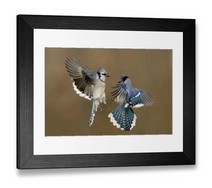 Framed Print : Blue Jay (Cyanocitta cristata) flying, Ohio, USA Framed Print : Blue Jay (Cyanocitta cristata) flying, Ohio, USA