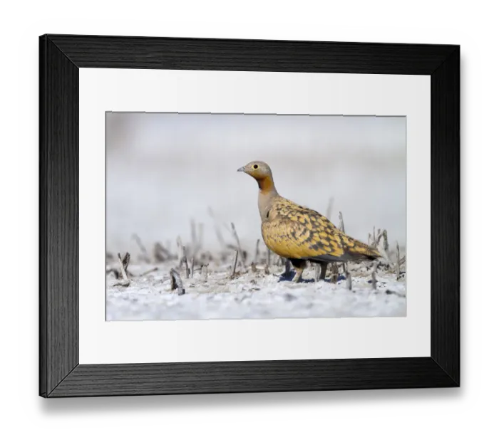 Framed Print : Black-bellied Sandgrouse (Pterocles orientalis) male, Castile-La Mancha, Spain Framed Print : Black-bellied Sandgrouse (Pterocles orientalis) male, Castile-La Mancha, Spain