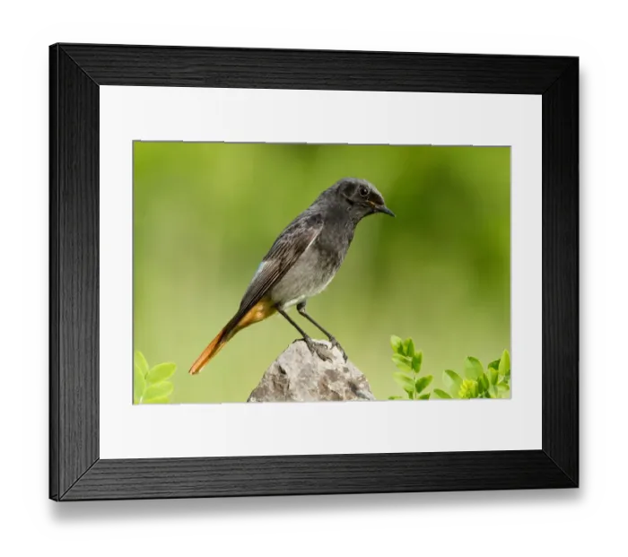 Framed Print : Black Redstart (Phoenicurus ochruros) male, St. Gallen, Switzerland Framed Print : Black Redstart (Phoenicurus ochruros) male, St. Gallen, Switzerland
