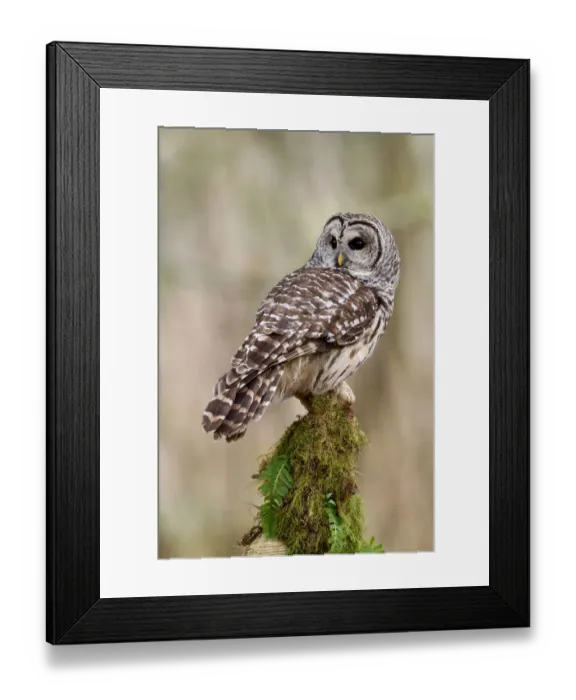 Framed Print : Barred Owl (Strix varia) female, British Columbia, Canada Framed Print : Barred Owl (Strix varia) female, British Columbia, Canada