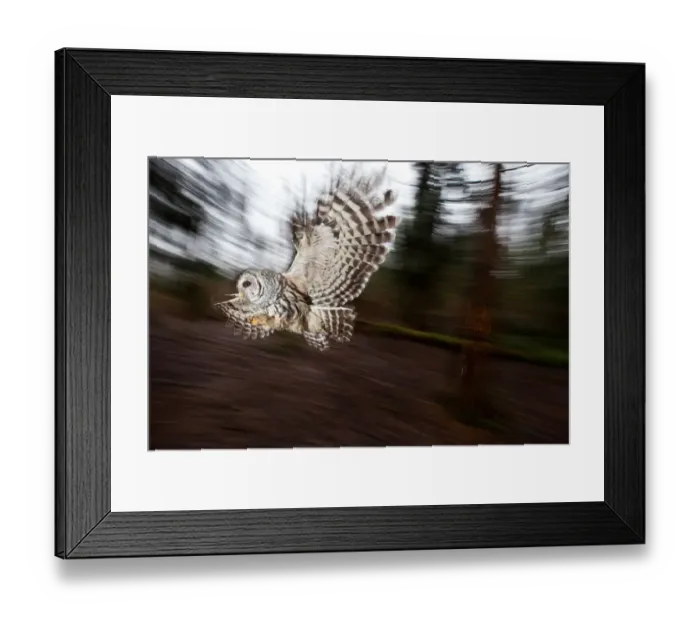 Framed Print : Barred Owl (Strix varia) female flying, British Columbia, Canada Framed Print : Barred Owl (Strix varia) female flying, British Columbia, Canada