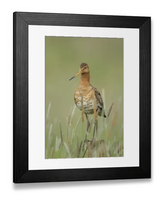 Framed Print : Black-tailed Godwit (Limosa limosa), Iceland Framed Print : Black-tailed Godwit (Limosa limosa), Iceland