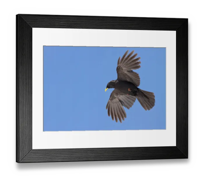 Framed Print : Alpine Chough (Pyrrhocorax graculus) flying, St. Gallen, Switzerland Framed Print : Alpine Chough (Pyrrhocorax graculus) flying, St. Gallen, Switzerland