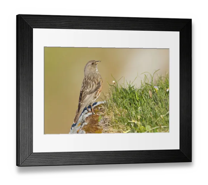 Framed Print : Alpine Accentor (Prunella collaris), St. Gallen, Switzerland Framed Print : Alpine Accentor (Prunella collaris), St. Gallen, Switzerland