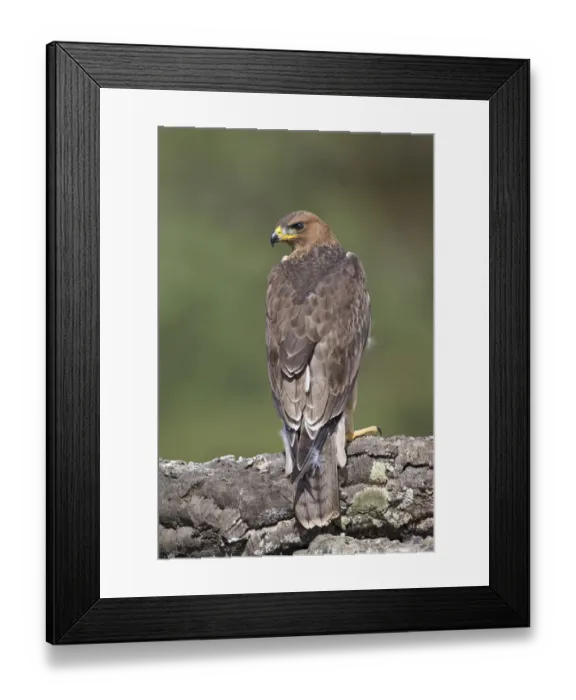 Framed Print : Bonellis Eagle (Aquila fasciata) juvenile, Portugal Framed Print : Bonellis Eagle (Aquila fasciata) juvenile, Portugal