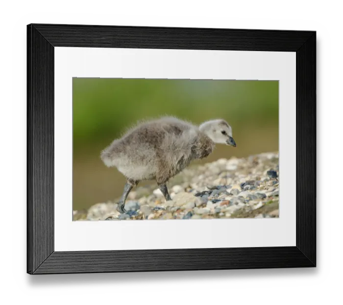 Framed Print : Barnacle Goose (Branta leucopsis) juvenile, Schleswig-Holstein, Germany Framed Print : Barnacle Goose (Branta leucopsis) juvenile, Schleswig-Holstein, Germany