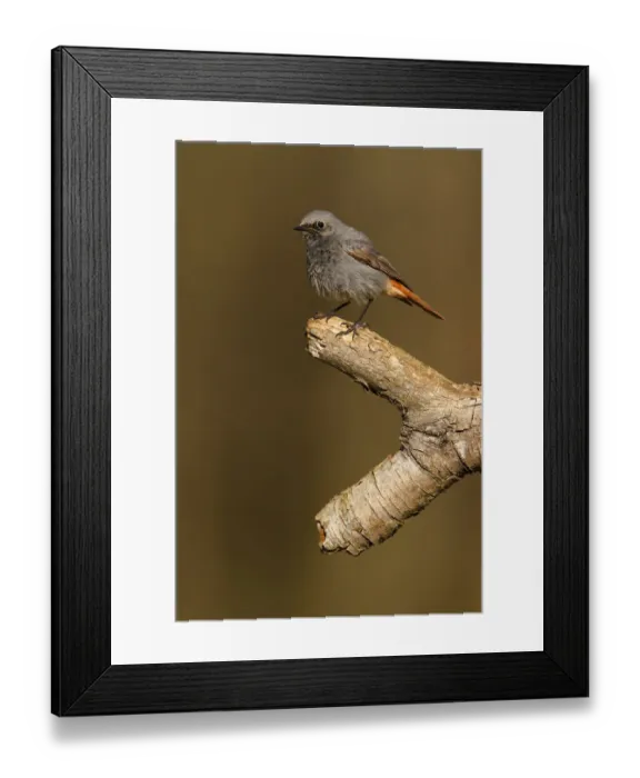 Framed Print : Black Redstart (Phoenicurus ochruros) male, Poland Framed Print : Black Redstart (Phoenicurus ochruros) male, Poland