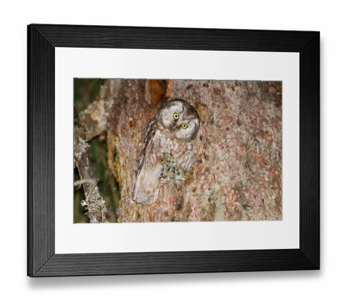 Framed Print : Boreal Owl (Aegolius funereus), Vorarlberg, Austria Framed Print : Boreal Owl (Aegolius funereus), Vorarlberg, Austria