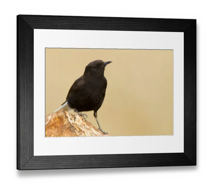 Framed Print : Black Wheatear (Oenanthe leucura) male, Castile-La Mancha, Spain