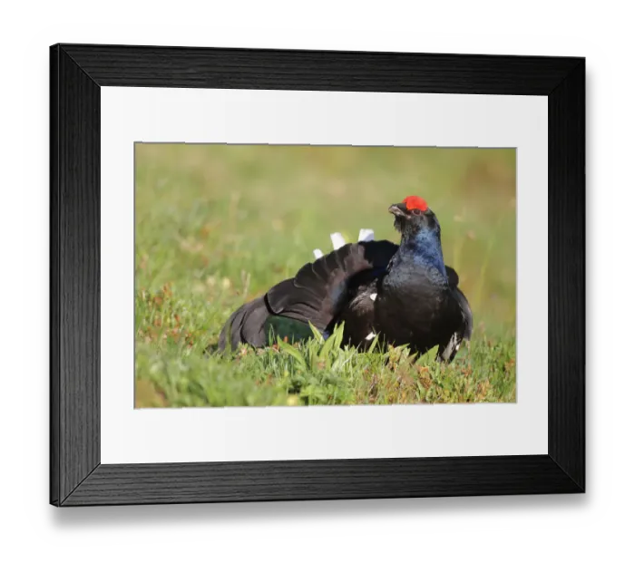 Framed Print : Black Grouse (Lyrurus tetrix) male, Bern, Switzerland Framed Print : Black Grouse (Lyrurus tetrix) male, Bern, Switzerland