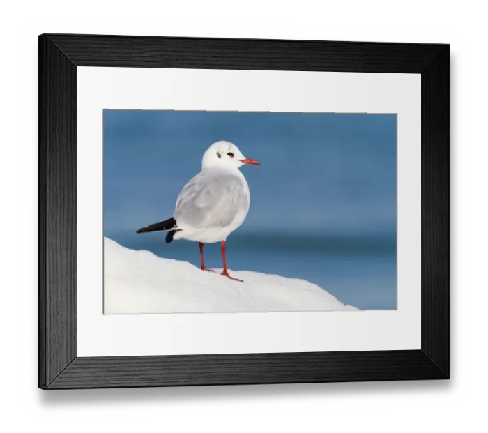 Framed Print : Black-headed Gull (Chroicocephalus ridibundus), Thurgovia, Switzerland Framed Print : Black-headed Gull (Chroicocephalus ridibundus), Thurgovia, Switzerland