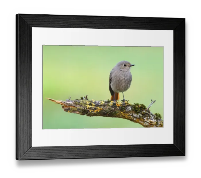 Framed Print : Black Redstart (Phoenicurus ochruros) female, Baden-Wuerttemberg, Germany Framed Print : Black Redstart (Phoenicurus ochruros) female, Baden-Wuerttemberg, Germany