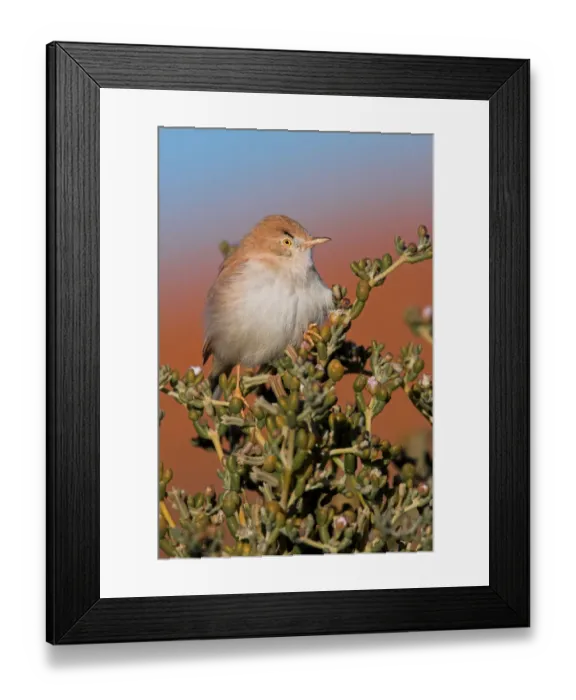Framed Print : African Desert Warbler (Sylvia deserti), Morocco Framed Print : African Desert Warbler (Sylvia deserti), Morocco