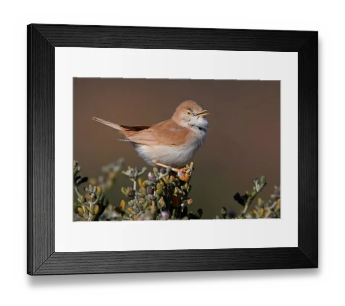 Framed Print : African Desert Warbler (Sylvia deserti) singing, Morocco Framed Print : African Desert Warbler (Sylvia deserti) singing, Morocco