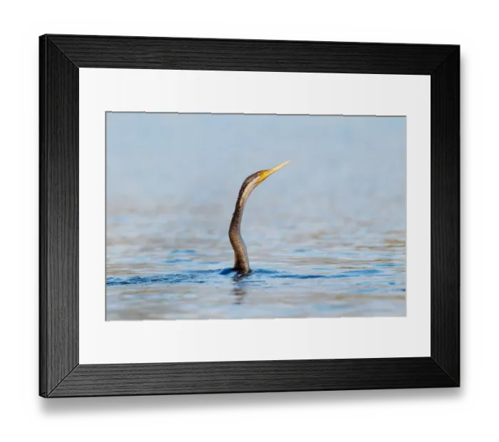 Framed Print : Australasian Darter (Anhinga novaehollandiae), Victoria, Australia Framed Print : Australasian Darter (Anhinga novaehollandiae), Victoria, Australia