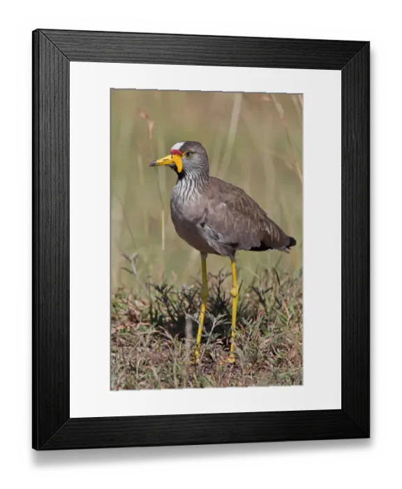 Framed Print : African Wattled Lapwing (Vanellus senegallus), Masai Mara, Kenya Framed Print : African Wattled Lapwing (Vanellus senegallus), Masai Mara, Kenya