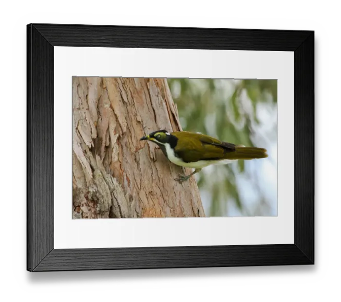 Framed Print : Blue-faced Honeyeater (Entomyzon cyanotis) juvenile, Queensland, Australia Framed Print : Blue-faced Honeyeater (Entomyzon cyanotis) juvenile, Queensland, Australia