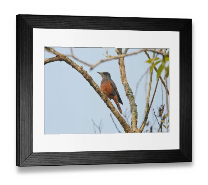 Framed Print : Blue Rock Thrush (Monticola solitarius philippensis), Khao Yai, Thailand Framed Print : Blue Rock Thrush (Monticola solitarius philippensis), Khao Yai, Thailand