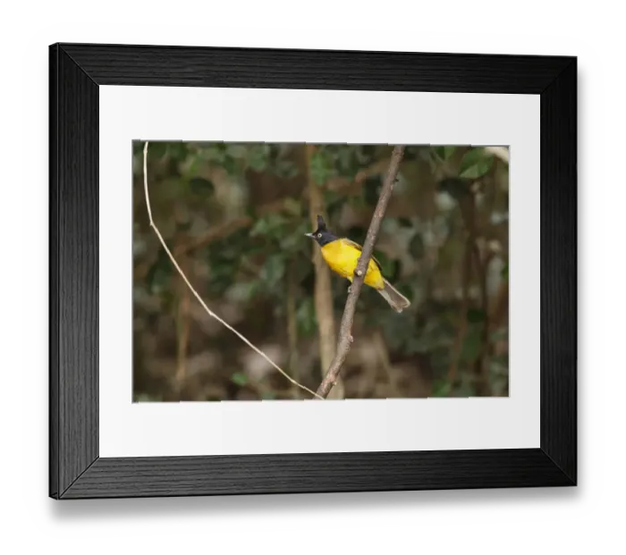 Framed Print : Black-crested Bulbul (Pycnonotus flaviventris), Kaeng Krachan, Thailand Framed Print : Black-crested Bulbul (Pycnonotus flaviventris), Kaeng Krachan, Thailand
