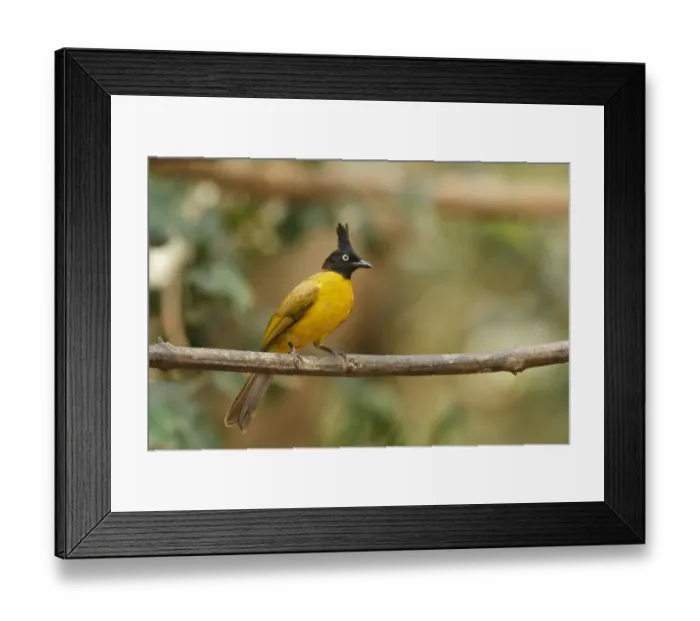 Framed Print : Black-crested Bulbul (Pycnonotus flaviventris), Khao Yai, Thailand Framed Print : Black-crested Bulbul (Pycnonotus flaviventris), Khao Yai, Thailand