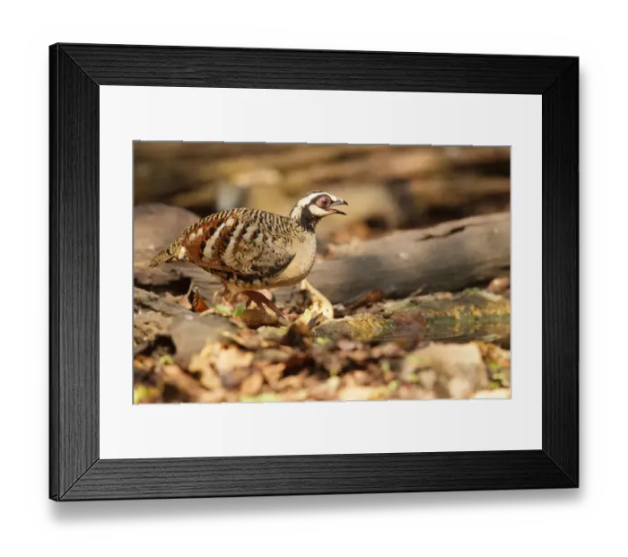 Framed Print : Bar-backed Partridge (Arborophila brunneopectus), Bangkok, Thailand Framed Print : Bar-backed Partridge (Arborophila brunneopectus), Bangkok, Thailand