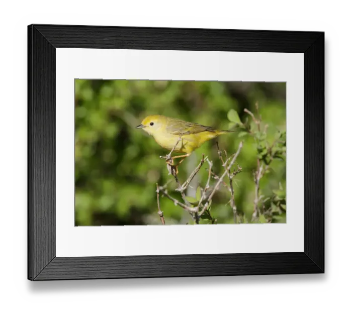 Framed Print : American Yellow Warbler (Setophaga aestiva) female, California, USA Framed Print : American Yellow Warbler (Setophaga aestiva) female, California, USA