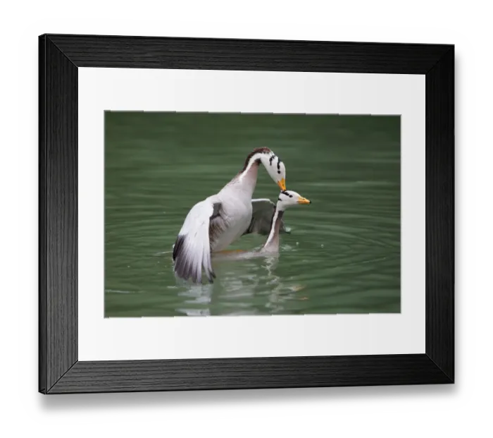 Framed Print : Bar-headed Goose (Anser indicus) pair mating, Bavaria, Germany Framed Print : Bar-headed Goose (Anser indicus) pair mating, Bavaria, Germany