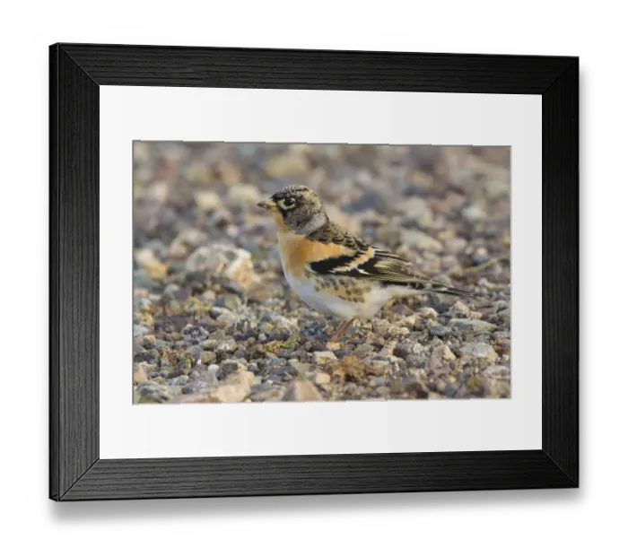 Framed Print : Brambling (Fringilla montifringilla) male, Morocco Framed Print : Brambling (Fringilla montifringilla) male, Morocco