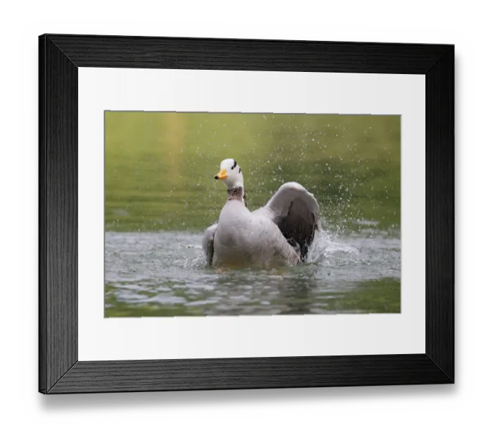 Framed Print : Bar-headed Goose (Anser indicus) bathing, Bavaria, Germany Framed Print : Bar-headed Goose (Anser indicus) bathing, Bavaria, Germany