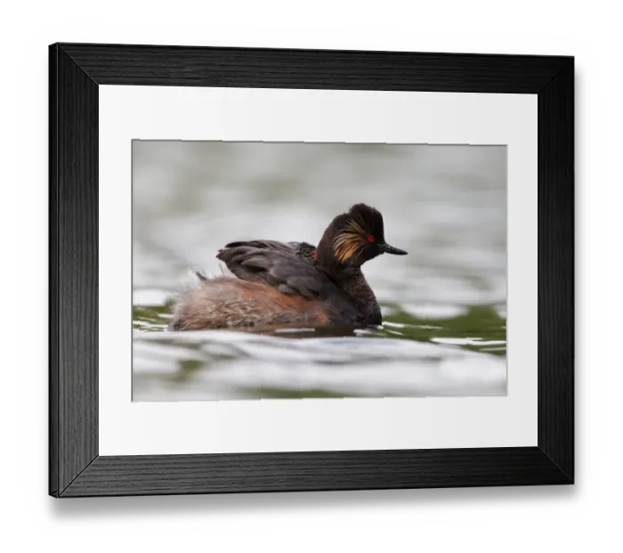 Framed Print : Black-necked Grebe (Podiceps nigricollis) chick, Bavaria, Germany Framed Print : Black-necked Grebe (Podiceps nigricollis) chick, Bavaria, Germany