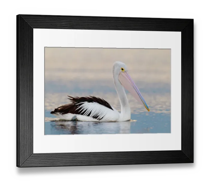 Framed Print : Australian Pelican (Pelecanus conspicillatus), Victoria, Australia Framed Print : Australian Pelican (Pelecanus conspicillatus), Victoria, Australia