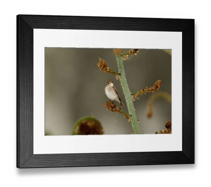 Framed Print : Asian Brown Flycatcher (Muscicapa dauurica), Frasers Hill, Malaysia Framed Print : Asian Brown Flycatcher (Muscicapa dauurica), Frasers Hill, Malaysia