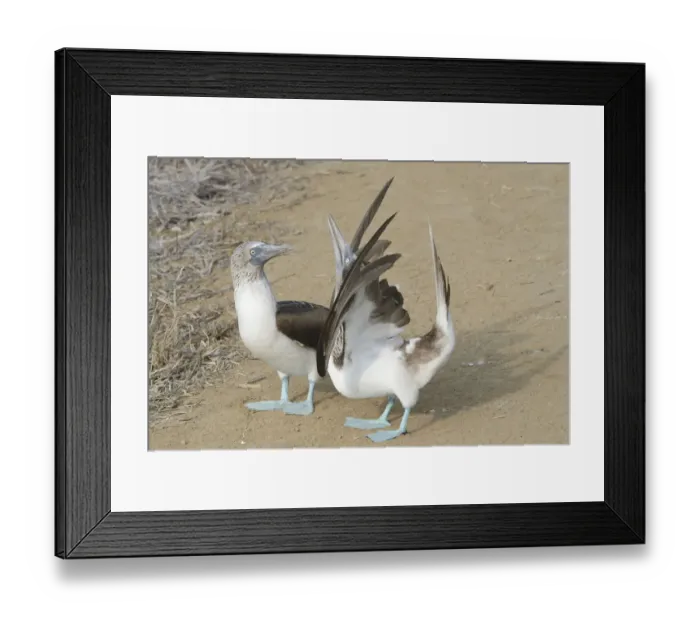 Framed Print : Blue-footed Booby (Sula nebouxii), pair displaying, Manabi, Ecuador Framed Print : Blue-footed Booby (Sula nebouxii), pair displaying, Manabi, Ecuador