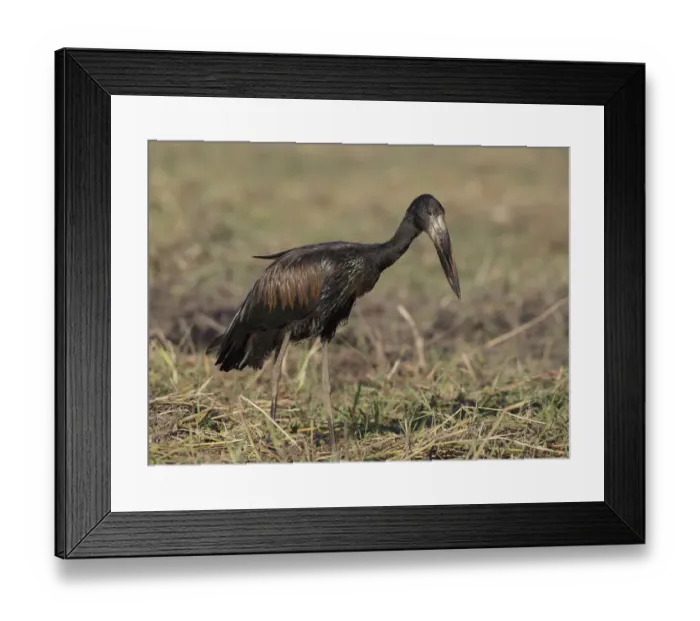 Framed Print : African Openbill (Anastomus lamelligerus) foraging, Chobe, Botswana Framed Print : African Openbill (Anastomus lamelligerus) foraging, Chobe, Botswana