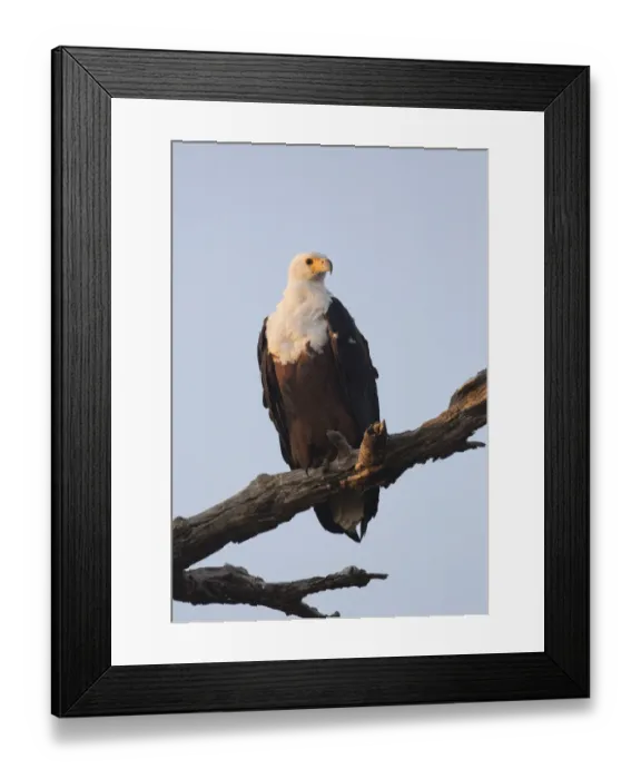 Framed Print : African Fish Eagle (Haliaeetus vocifer), Chobe, Botswana Framed Print : African Fish Eagle (Haliaeetus vocifer), Chobe, Botswana
