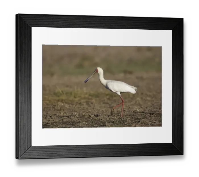 Framed Print : African Spoonbill (Platalea alba) foraging, Chobe, Botswana Framed Print : African Spoonbill (Platalea alba) foraging, Chobe, Botswana