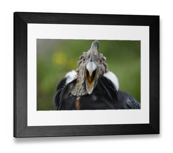 Framed Print : Andean Condor (Vultur gryphus) captive, yawning, Imbabura, Ecuador Framed Print : Andean Condor (Vultur gryphus) captive, yawning, Imbabura, Ecuador