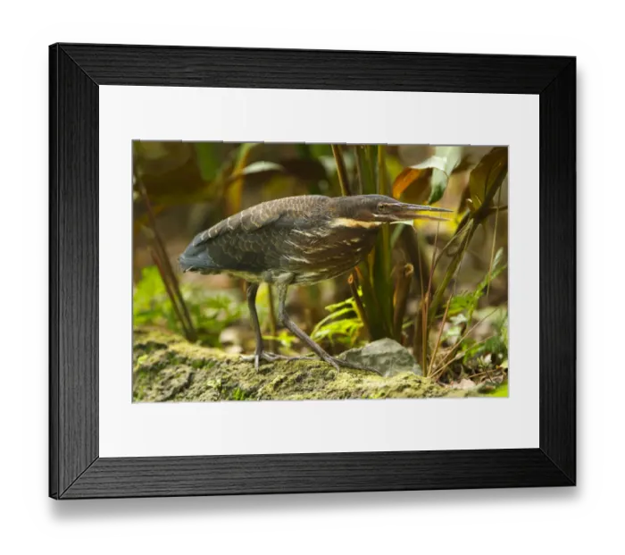 Framed Print : Black Bittern (Dupetor flavicollis), Singapore Framed Print : Black Bittern (Dupetor flavicollis), Singapore