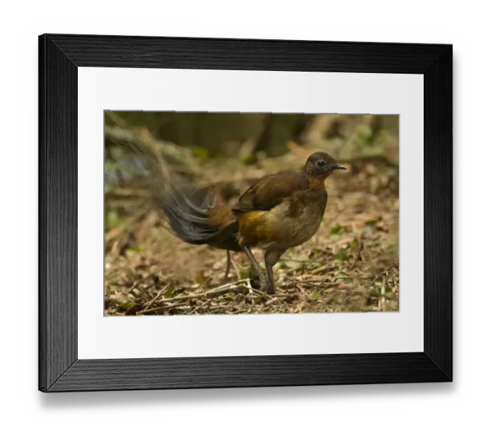 Framed Print : Alberts Lyrebird (Menura alberti), Queenland, Australia Framed Print : Alberts Lyrebird (Menura alberti), Queenland, Australia
